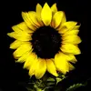 🌼🌼 Lori 🌼🌼 - @lorithomas57 - TikTok