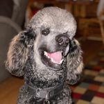 Lori Boese Tierney - @tierney_822 - Instagram