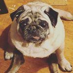 Lori Tilton - @puglady54 - Instagram