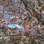 lori toth - @couriergirl - Instagram