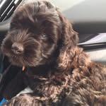 lori velez - @amos_the_famous_doodle - Instagram