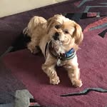 Lori Vitello-Summers - @lavsservice - Instagram