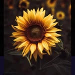 Lori Poteet Waits - @waitslori - Instagram