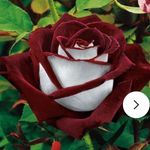 Lori Schmidt - @loriwardenschmidt - Instagram