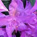 Loretta Warlick - Facebook