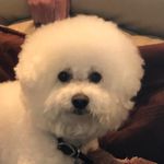 Loretta Warnick - @baxterpup3412 - Instagram