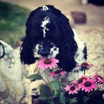 Lorri Warnick Meriam - @lorrimeriam - Instagram