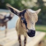 Lori Weibel - @therustygoats - Instagram