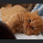 Lorraine Wheatley - @wheatleylol - Instagram
