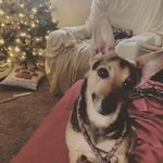 Lori Wheaton - @wheaton.lori - Instagram