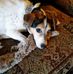 Laurie Hamilton Whitcomb - Facebook