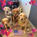 Lori Ann Whiteman - @tailoftwogoldens - Instagram