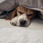 Lori Whitman - @acdlori - Instagram