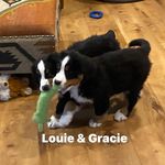 Lori Willard - @lorihwillard - Instagram