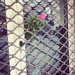 Lori Willard - @viseldino - Instagram