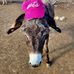 Laura Winchell - Facebook