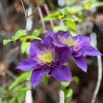 Lori Forman Wiswell - @loriwiswell1128 - Instagram