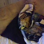 lori wolf - @loriwolf2 - Instagram