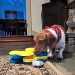 Lori Yoder Martin - @dachshundgrandma - Instagram