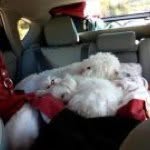 Lori Yost - @thunder5074 - Instagram