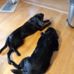 Lori Zinkevich-MacDougall - Facebook