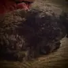 Lorie Buchanan - @lorie.buchanan0 - TikTok