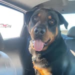 Lori Burke Rottie Lover - @rottielove_meet_river - Instagram