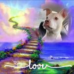Lorie DeRenzis Carroll - @lcarroll0808 - Instagram