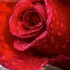 Lorie Carter - @user7381649006291 - TikTok