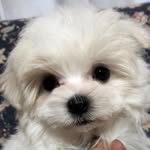 Charles - @lorie.lulu.prescilla.charles - Instagram