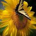 Lorrie Charles - Facebook