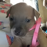 Lori Coffman - @payriots - Instagram