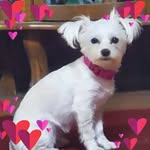 Lorie Dean Layne - @memaw100 - Instagram