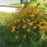 Lorie Ellis - @lorie.ellis.520 - Instagram