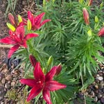 Lorie Fleming Akers - @lorie.akers - Instagram