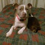Lorie Murphy - @murphylorie - Instagram