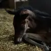Ares Adventures - @lorierichards2 - TikTok