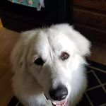 lori Ritchie - @lillydog.lr - Instagram