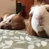 Lori Ritchie - @lori.ritchie4 - TikTok