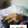 Lori Shepherd - @lorishepherd1 - TikTok