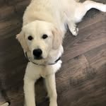 Lorie Simmons - @lorie52az - Instagram