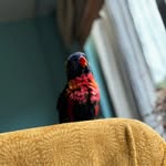 JJ ARNAUD - @lorie_de_vogel - Instagram