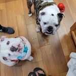 Lori Vogel - @romey_ophey_bulldogs - Instagram