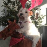 Lori West - @lori_the_westie - Instagram