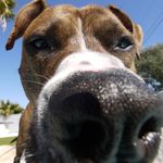 Lori West - @fawndog - Instagram