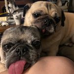 Lori West Peterson - @2pugsfromatx - Instagram