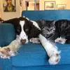 Lorie Younger - @bedfordthedog - TikTok