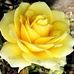 Lorin Moore - Facebook