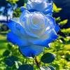 silva lorin - @silva.lorin7 - TikTok