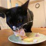 Lorna Barron =^^= - @distance_time_turtle - Instagram